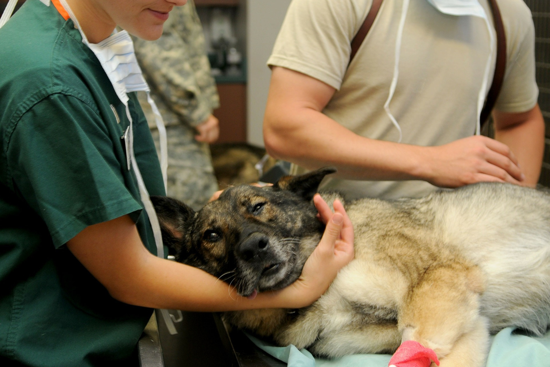 Veterinari all'opera