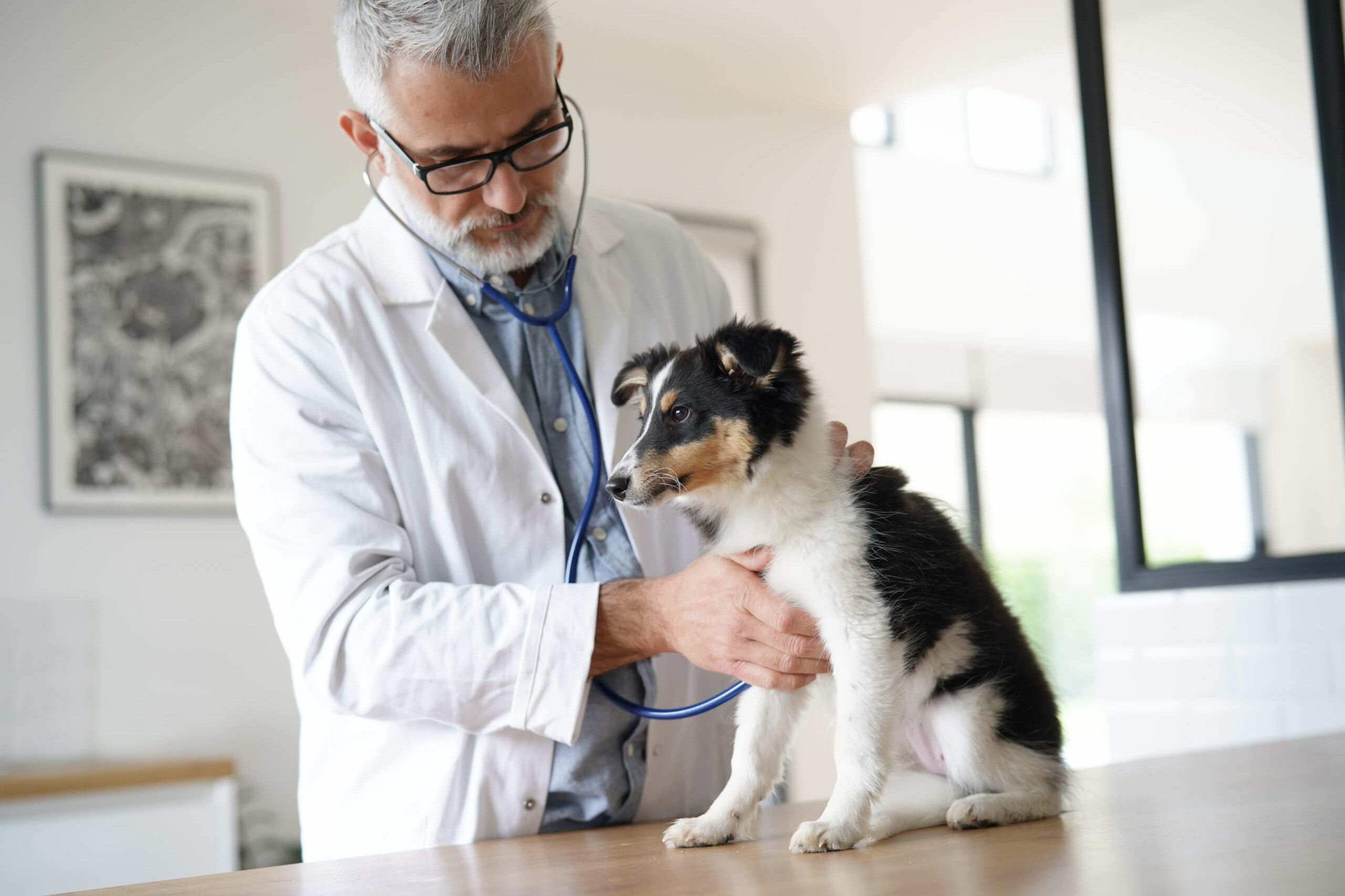 I vantaggi per essere iscritti a un sindacato per veterinari