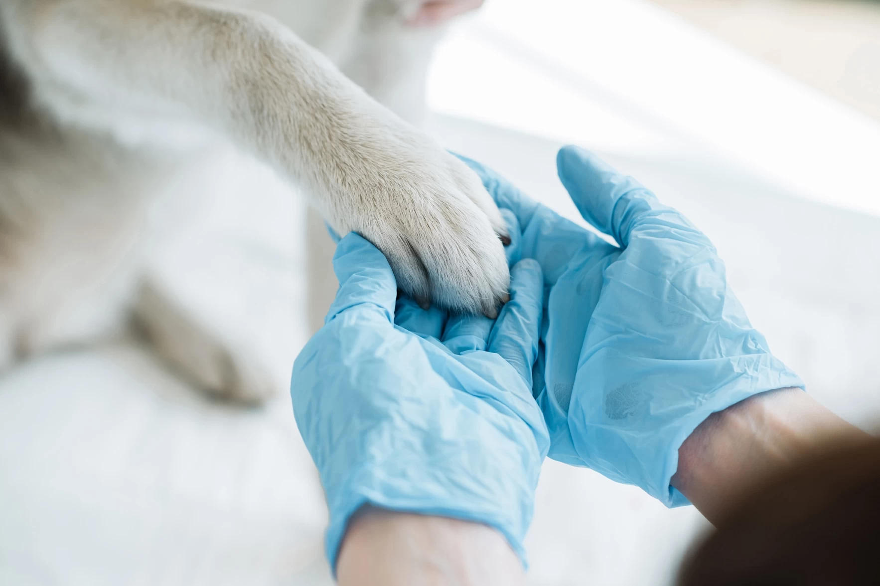 assicurazione professionale medici veterinari